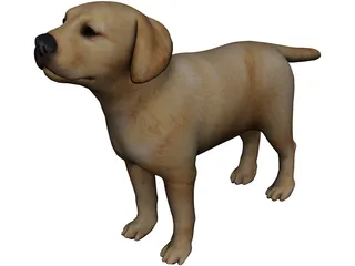 Dog 3D Model 3D Preview