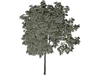 Arbol Tree 3D Model