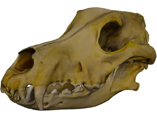 German Shepherd Male Dog Skull Scan 3D Model 3D Preview