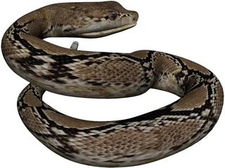 Rattlesnake 3D Model