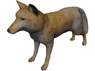 Tibetan Hill Fox 3D Model