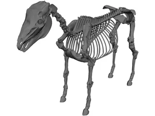 Horse Skeleton 3D Model