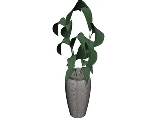 Ficus  3D Model