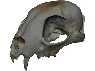 Lynx Skull 3D Model