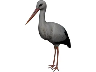 White Stork 3D Model