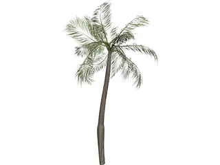 Palm Tree 3D Model