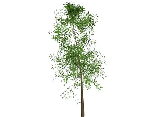 Tree 3D Model