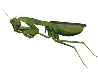 Flying Mantis 3D Model