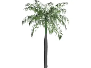Palm Tree (Royal Palm) 3D Model
