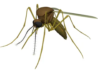 Mosquito 3D Model