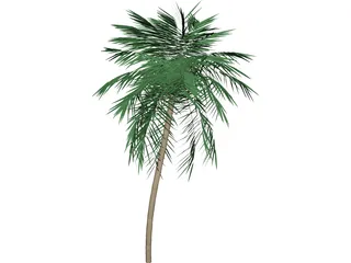 Palm Tree Tall 3D Model