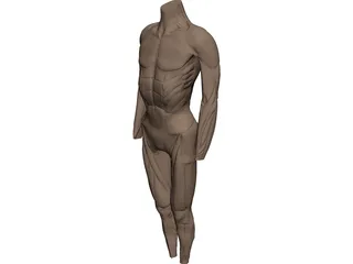 Surface Muscles 3D Model