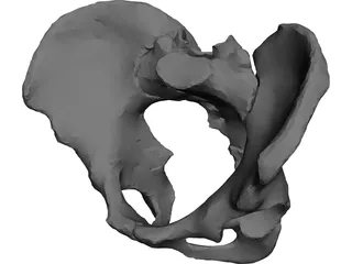 Pelvis 3D Model