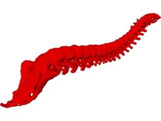 Vertebral Column 3D Model