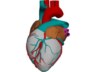 Heart with Internal Parts 3D Model