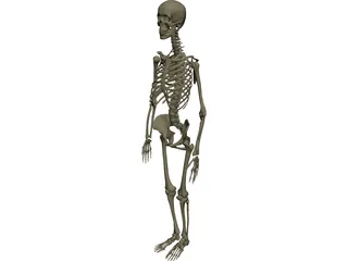 Skeleton Female 3D Model