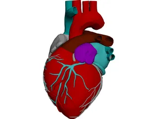 Heart 3D Model