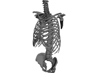 Torso 3D Model