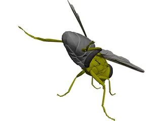 Fly 3D Model