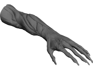 Arm Muscles 3D Model