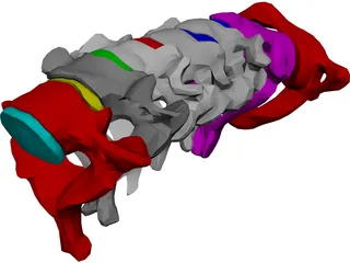 Vertebrae Cervical 3D Model