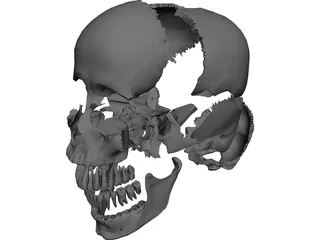 Skull Articulated 3D Model