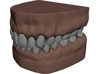 Teeth, Roots, Gums 3D Model