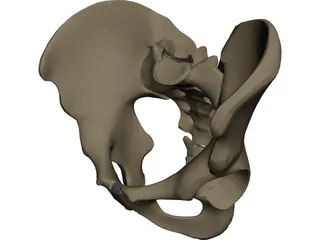 Pelvis Male 3D Model