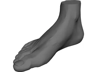 Foot 3D Model