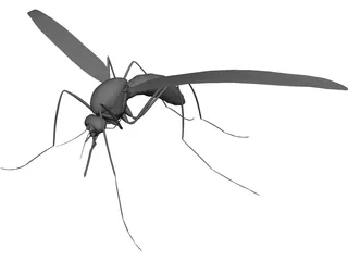 Mosquito 3D Model