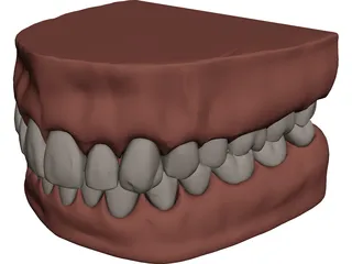 Teeth and Gums 3D Model