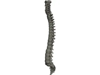 Vertebral Column 3D Model