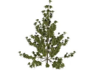 Bhutan Pine 3D Model