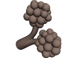 Alveoli 3D Model