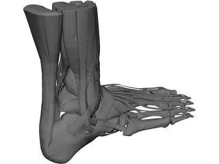 Human Leg 3D Model