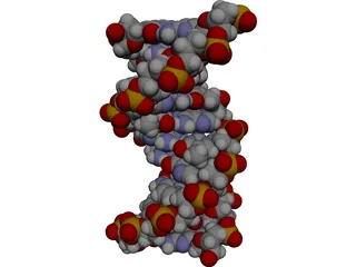 B-DNA 3D Model