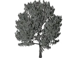 Acacia Tree 3D Model