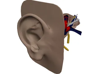 Ear 3D Model