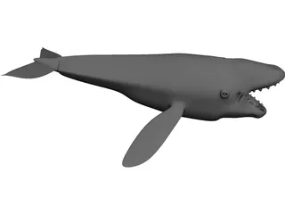 Whale 3D Model