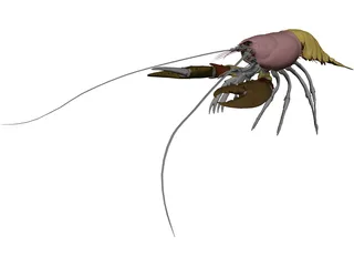 Lobster (Homarus Gammarus) 3D Model