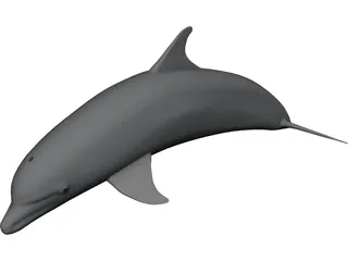 Dolphin Bottle-Nosed 3D Model