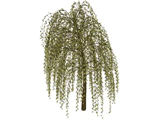 Willow Tree 3D Model