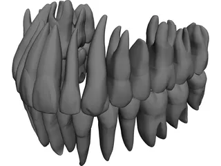 Teeth 3D Model