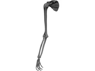 Arm Bone CAD 3D Model