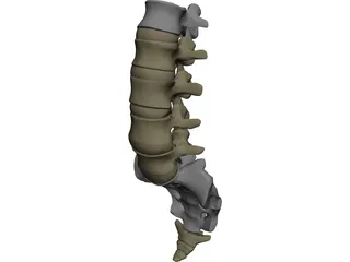 Lumbar Vertebrae Sacrum And Coccyx 3D Model