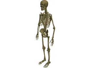 Skeleton Male 3D Model 3D Preview