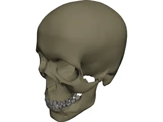 Skull Male 3D Model