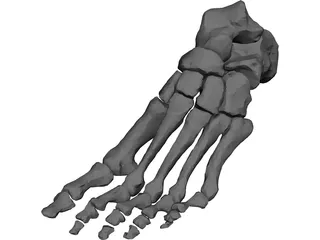 Foot Bone Left 3D Model