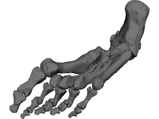 Foot Bone Right 3D Model