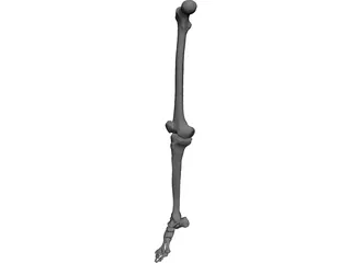 Leg Right 3D Model 3D Preview